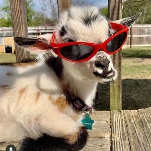 Meet your Posher, Hannahlaura